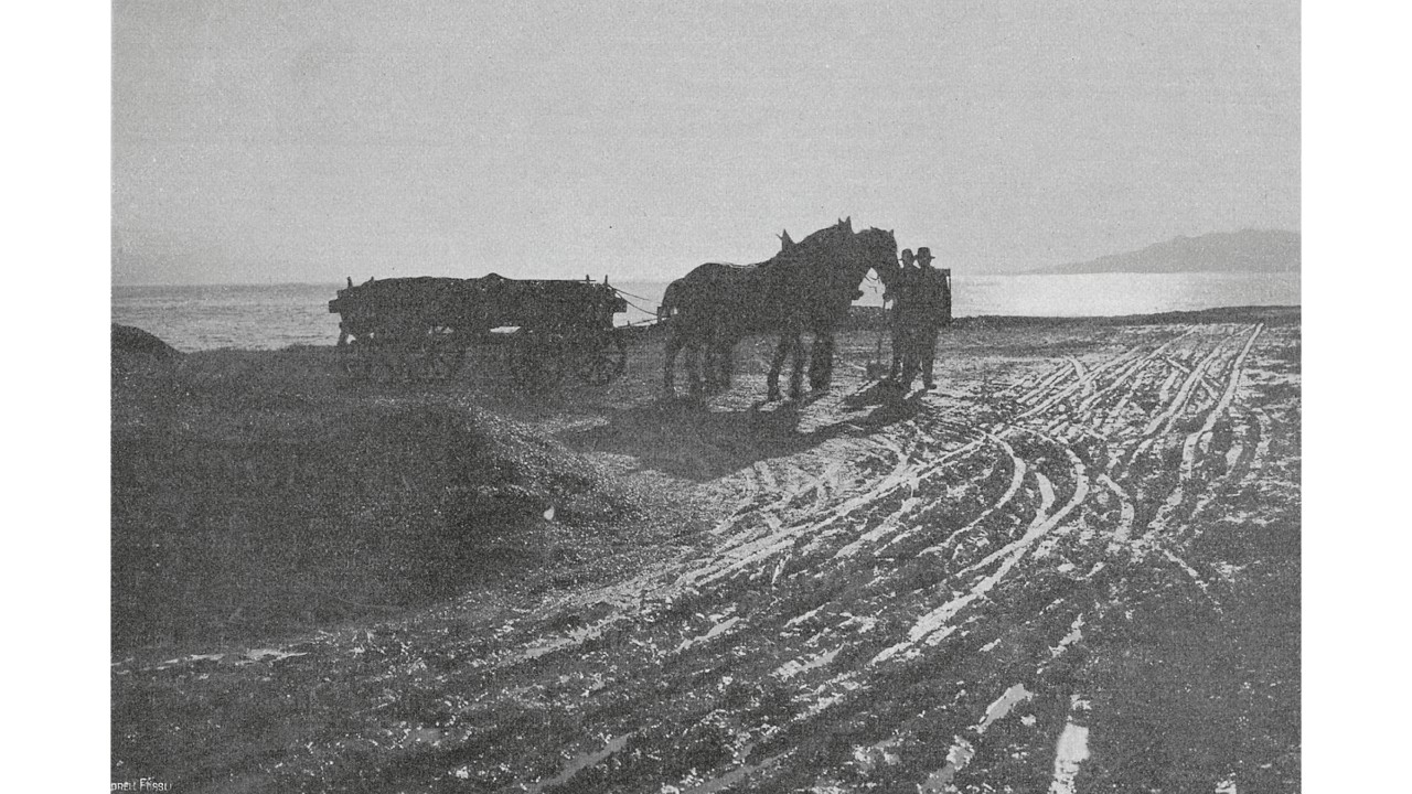 1910, Auffüllungsarbeit mit Pferdegespann in der Nähe des Belvoirparkes