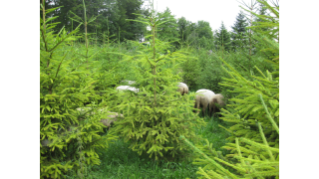 2010, Shropshire-Schafe halten das Gras zwischen den heranwachsenden Weihnachtsbäumen tief