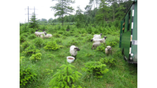2010, Shropshire-Schafe halten das Gras zwischen den heranwachsenden Weihnachtsbäumen tief