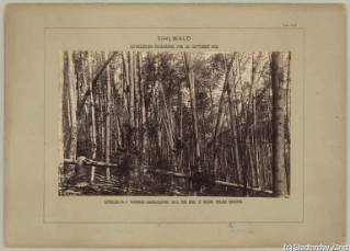 V.C.c.31.:2.10006. Waldschäden. Schneedruckkatastrophe im Sihlwald 1885. (1885)