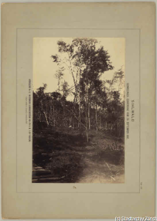 V.C.c.31.:2.10007. Waldschäden. Schneedruckkatastrophe im Sihlwald 1885. (1885)