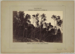 V.C.c.31.:2.10008. Waldschäden. Schneedruckkatastrophe im Sihlwald 1885. (1885)