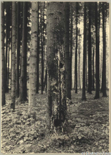 V.C.c.31.:2.10011. Baumschädigung. Waldpartie mit Baumstamm einer Fichte mit starkem Harzfluss (Brandstellen). (1934)
