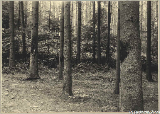 V.C.c.31.:2.10012. Baumschädigung. Waldpartie mit Fichten; einige Baumstämme mit Brandflecken an Harzausfluss-Stellen. (1934)