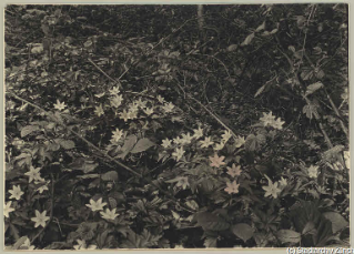 V.C.c.31.:2.10026. Blumenwiese. Buschwindröschen inmitten schützender Brombeeren. Ütliberg, 1934. (1934)