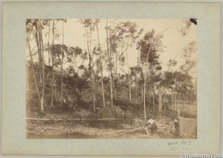 V.C.c.31.:2.10029. Waldschäden. Waldarbeiter bei Aufräumarbeiten nach Schneedruckkatastrophe im Sihlwald 1885. (1885)