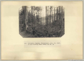 V.C.c.31.:2.10036. Waldpartie mit jungem Mann. Waldpartie mit jungem Mann im Vordergrund. Hinten öffnet sich eine grosse Lichtung. (1912)