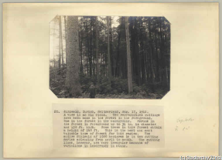 V.C.c.31.:2.10037. Waldpartie mit jungem Mann. Waldpartie mit jungem Mann im Vordergrund neben einer grossen Fichte. (1912)