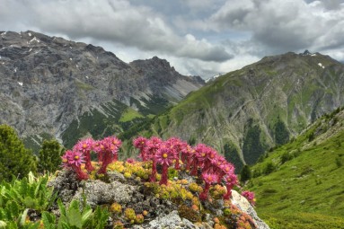Blühende Alpensukkulenten