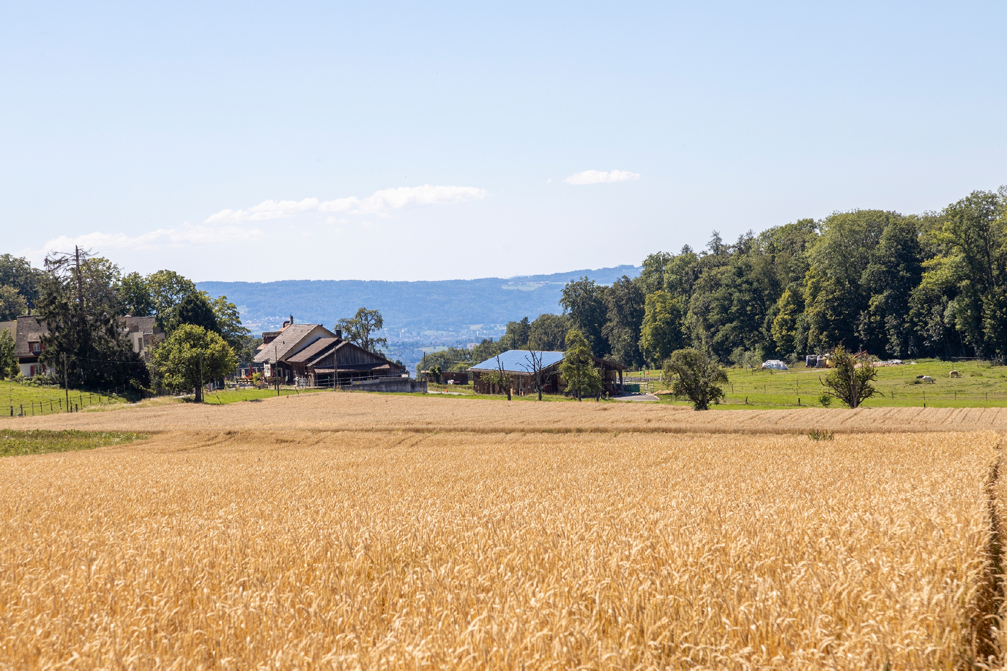 Das Bild zeigt den Adlisberghof mit einem grossen Getreidefeld davor.