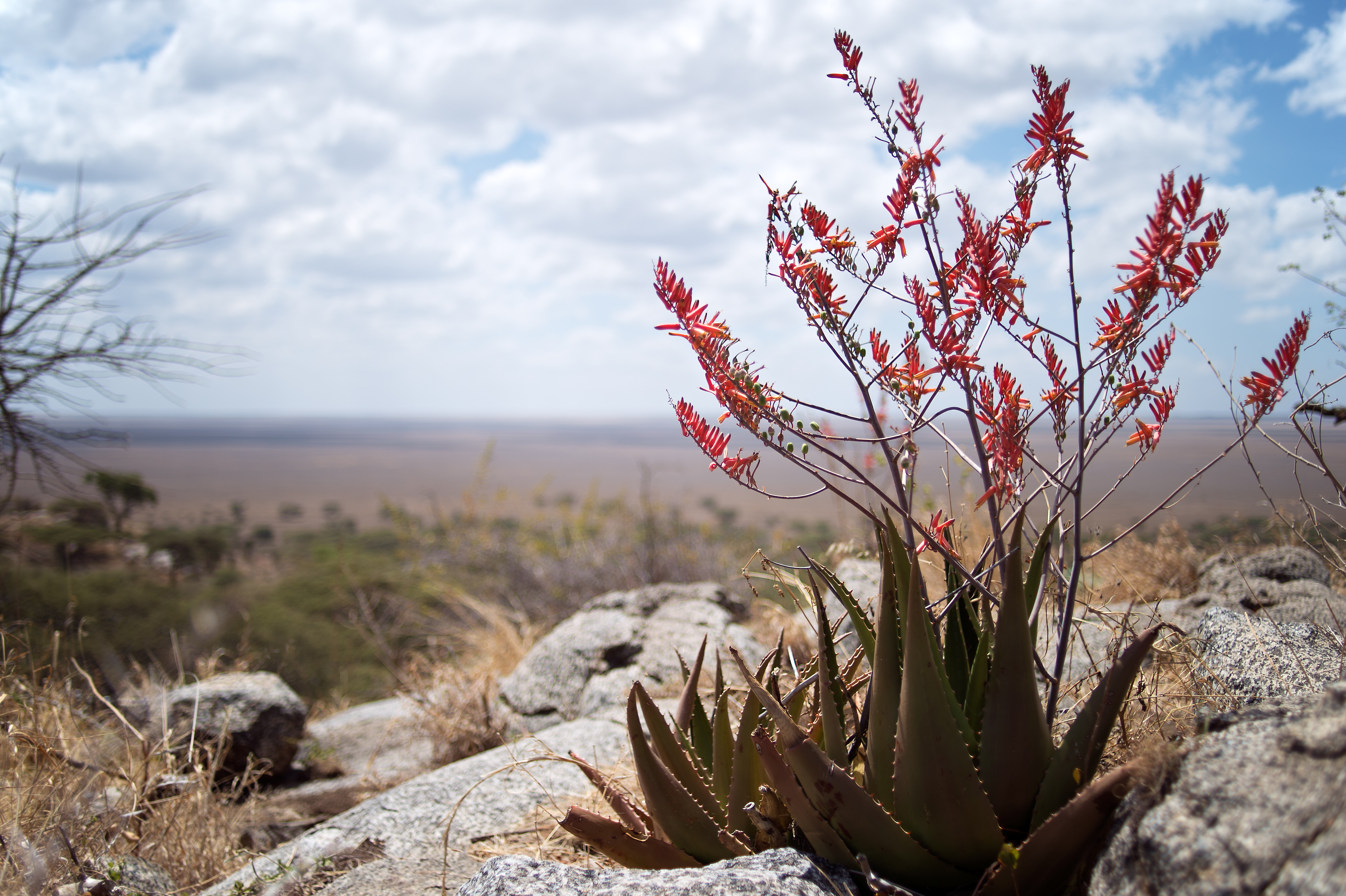 Das Bild zeigt eine Pflanze mit roten Blüten in einer wüstenähnlichen Umgebung. 