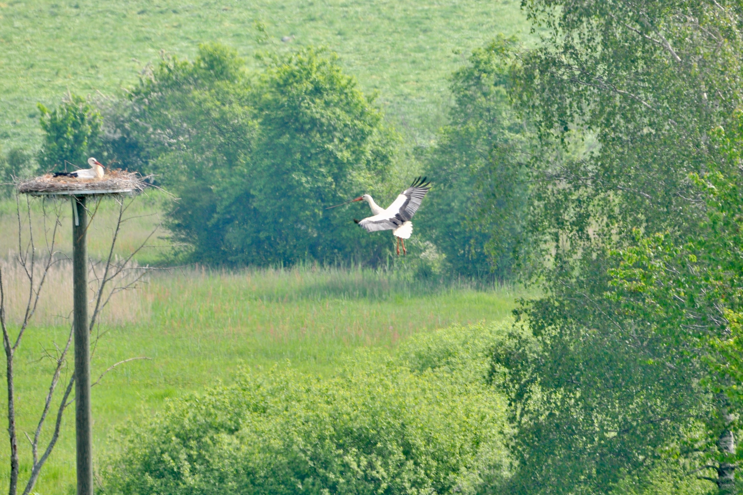 Das Bild zeigt einen Storch im Nest und einen zweiten im Anflug zum Nest. 