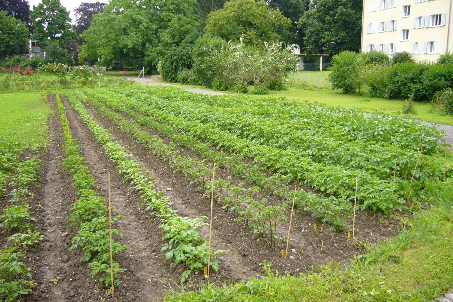 Das Bild zeigt grüne Setzlinge, die in langen Reihen gepflanzt sind. 