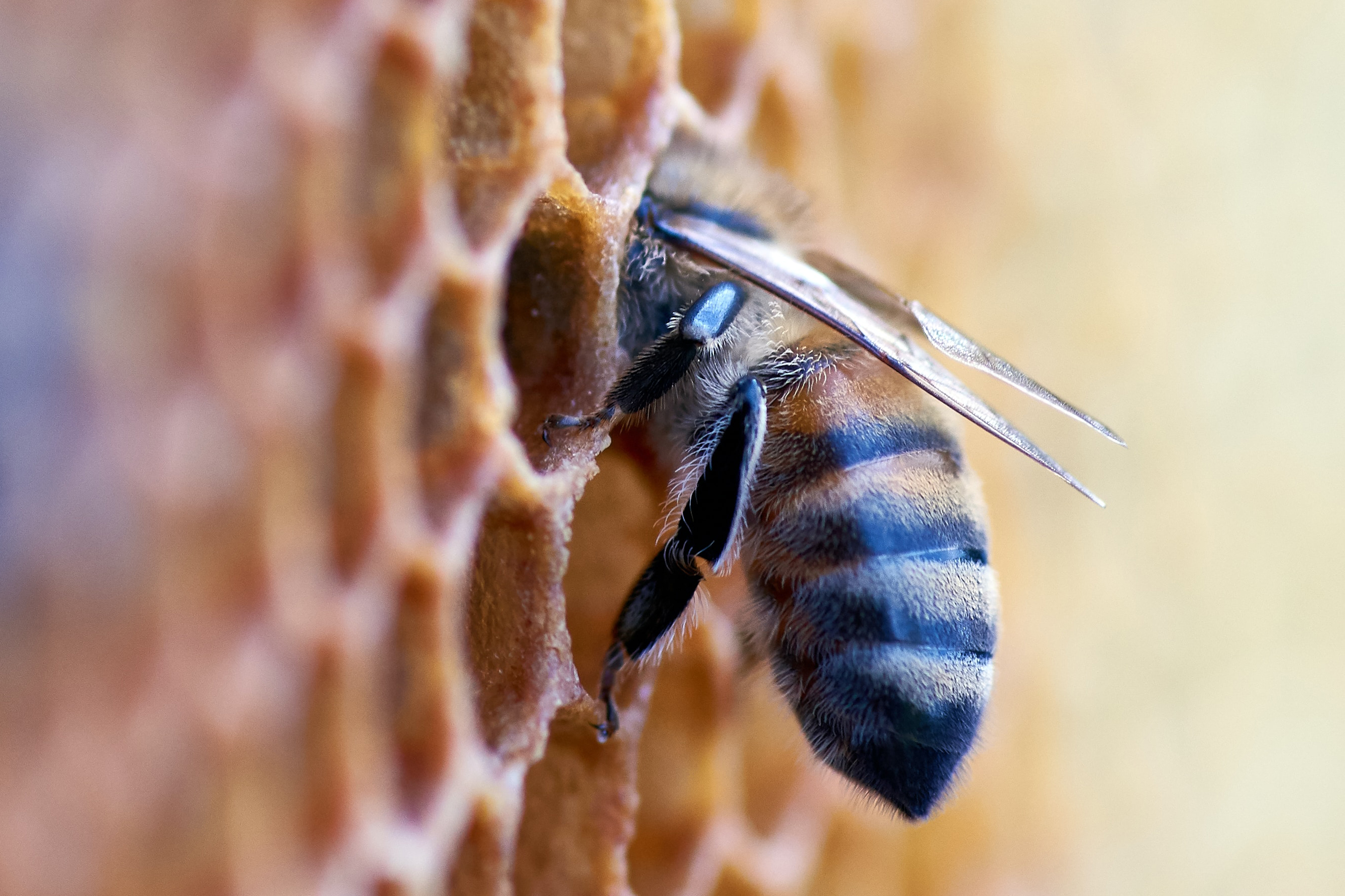Das Bild zeigt eine Biene an einer Bienenwabe.
