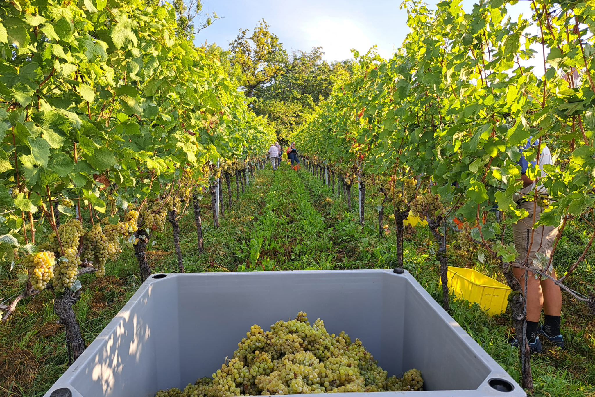 Das Bild zeigt geerntete Weintrauben im Rebberg Chillesteig in Zürich.