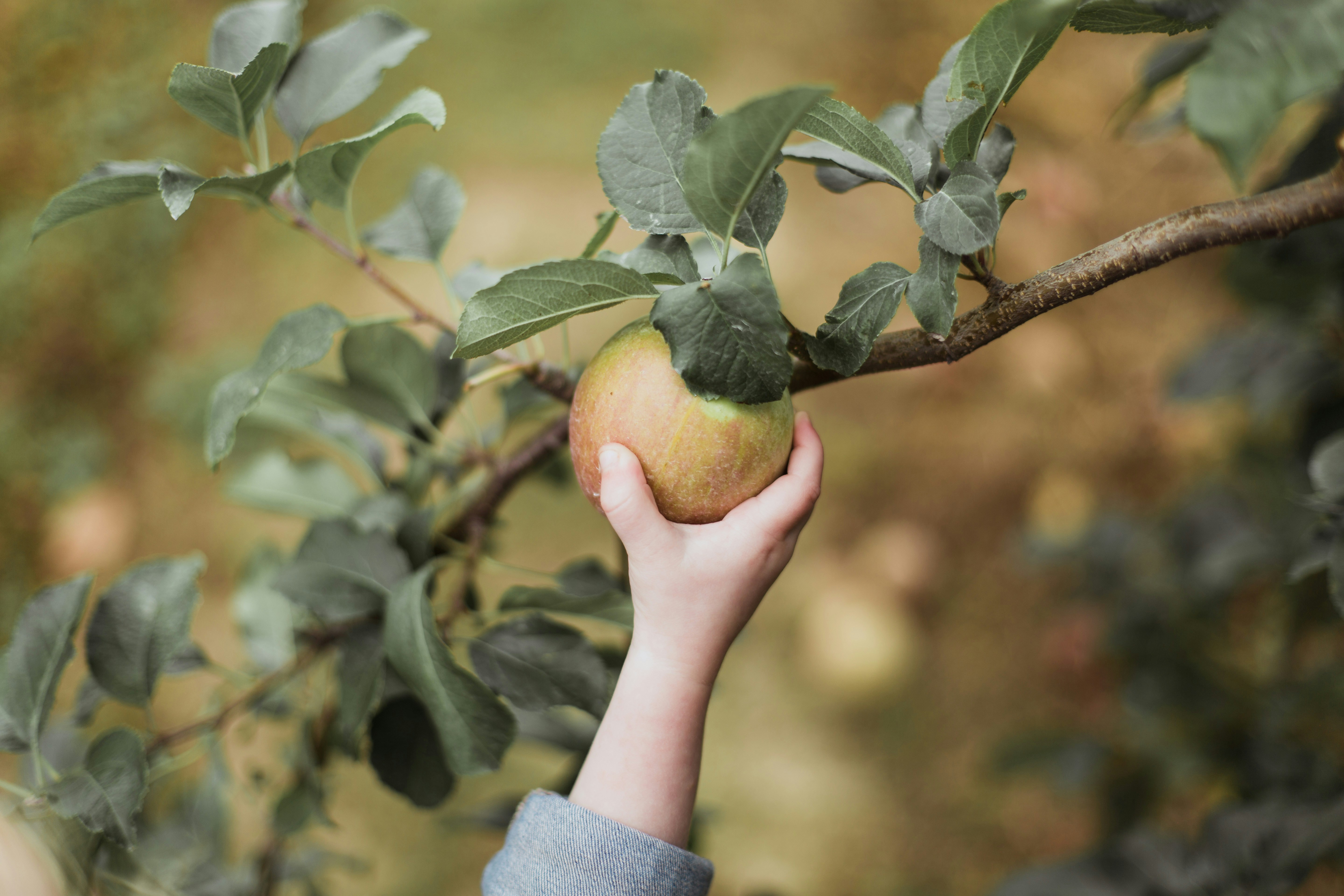 Kinderhand, die einen Apfel vom Baum pflückt.