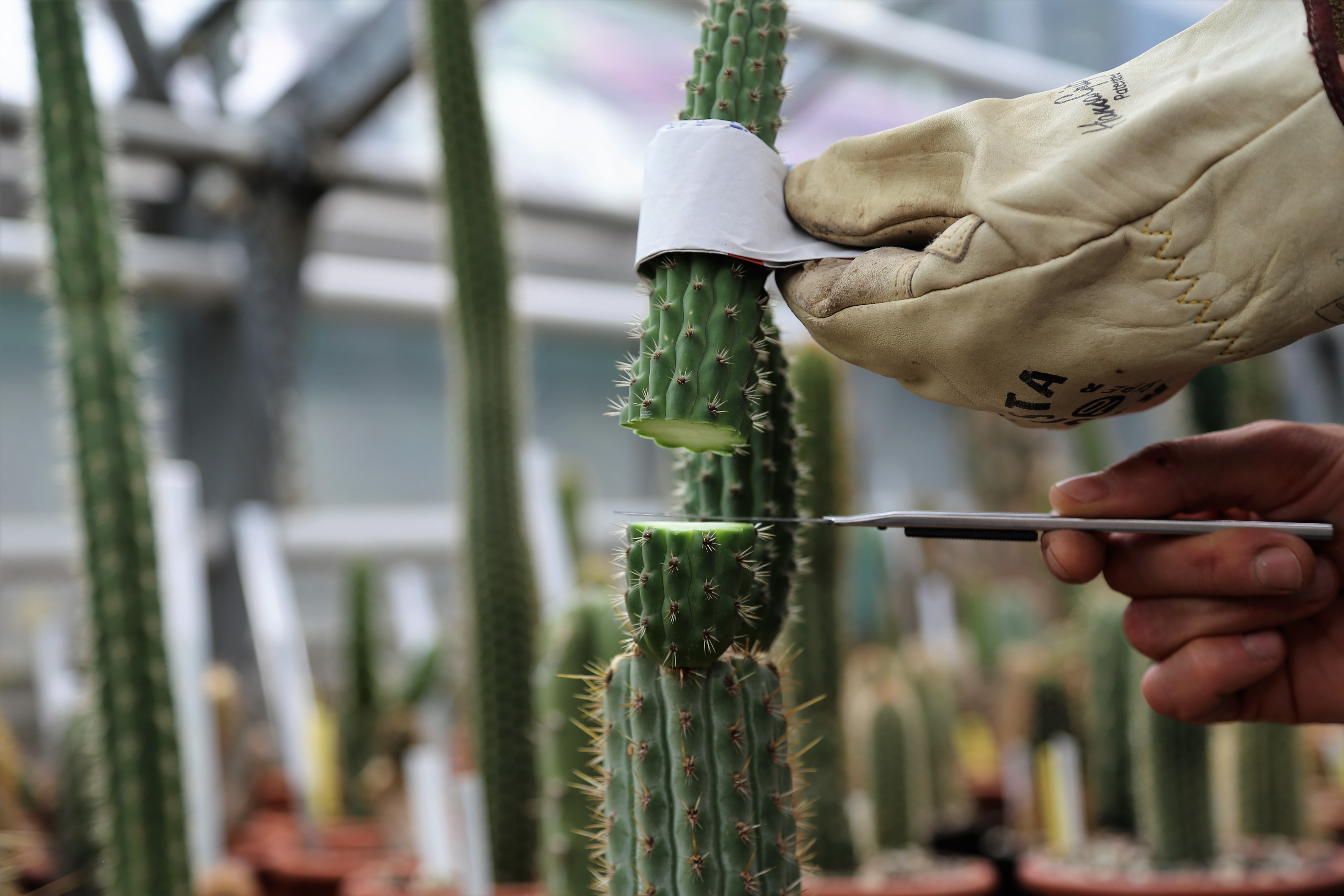 Das Bild zeigt, wie ein Kaktus aufgeschnitten wird.