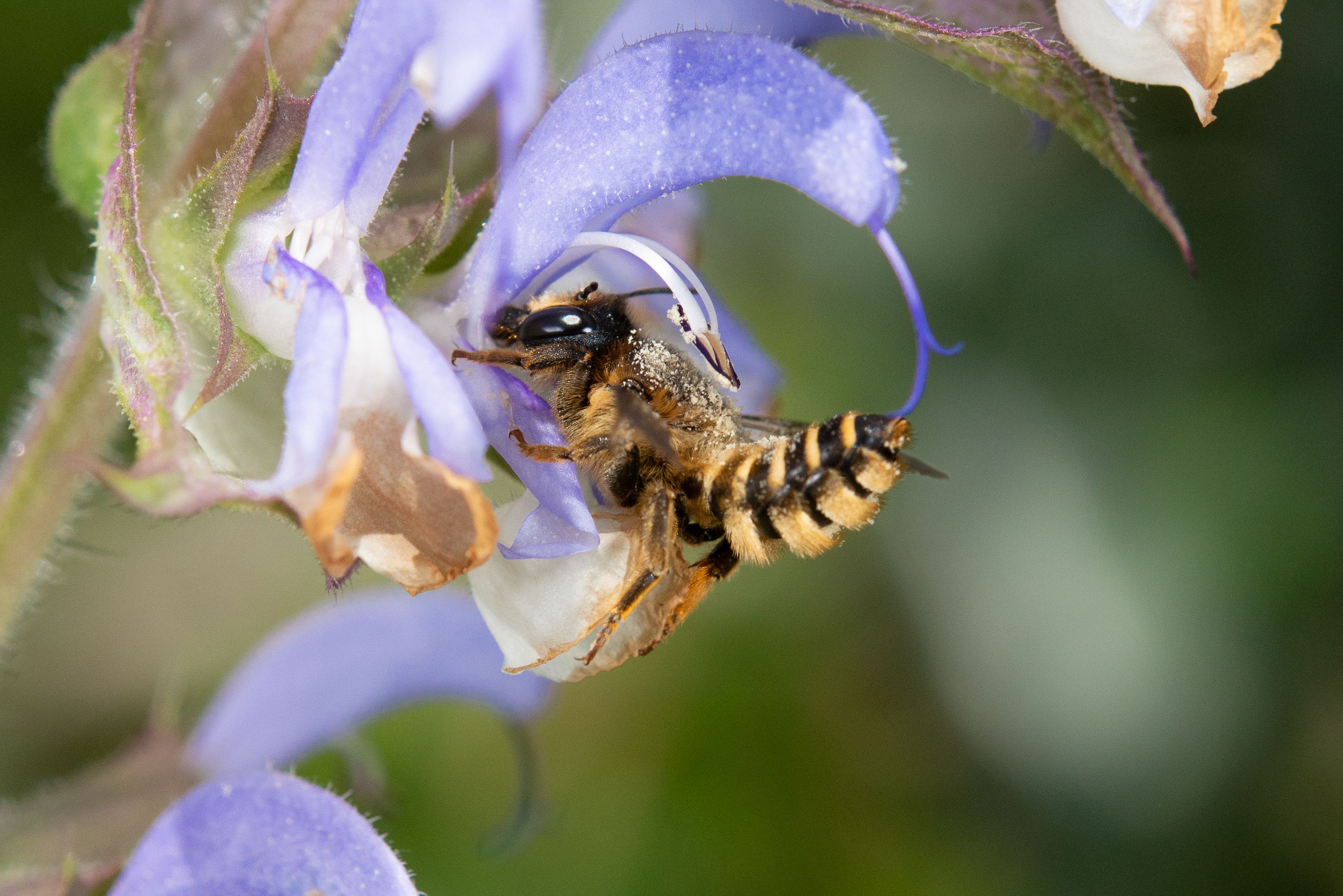 Das Bild zeigt eine Wildbiene an einer Blüte des Muskatellersalbeis.