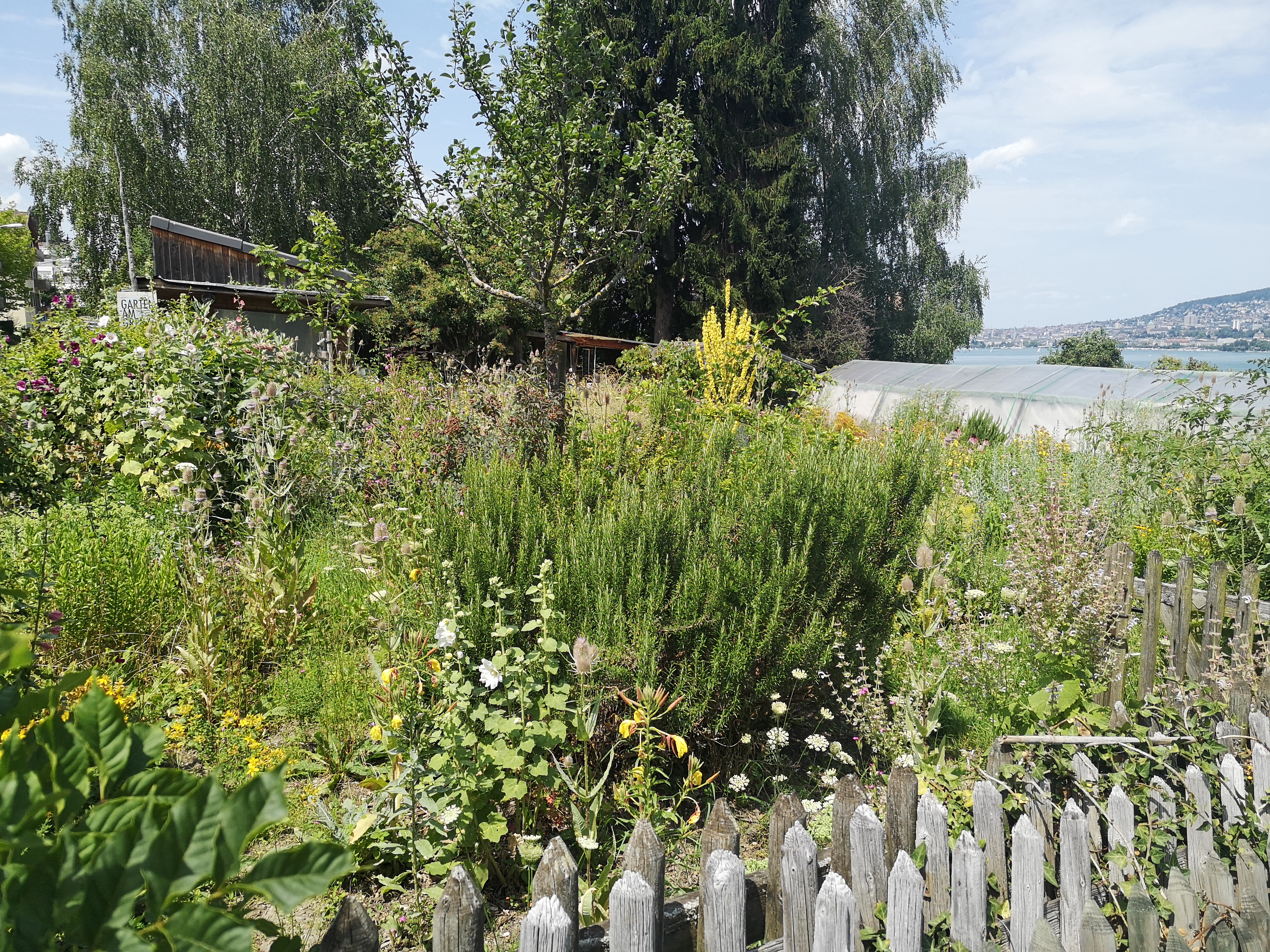 Das Bild zeigt einen Teil des Gemeinschaftsgartens am Grenzsteig in Zürich-Wollishofen im Sommer 2020.