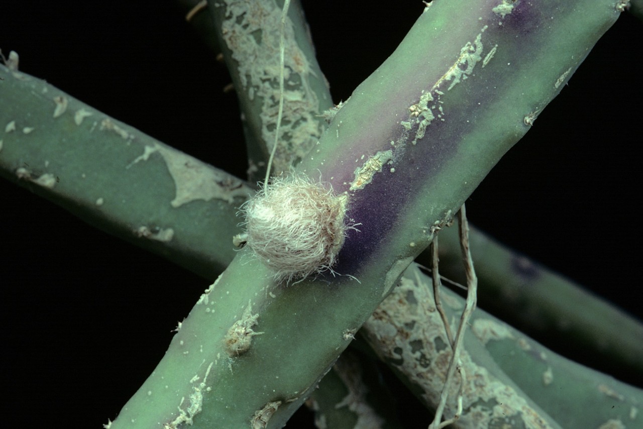 variegated gymnocalycium Gymnocalycium mihanovichii (smaller) – Rooted traders