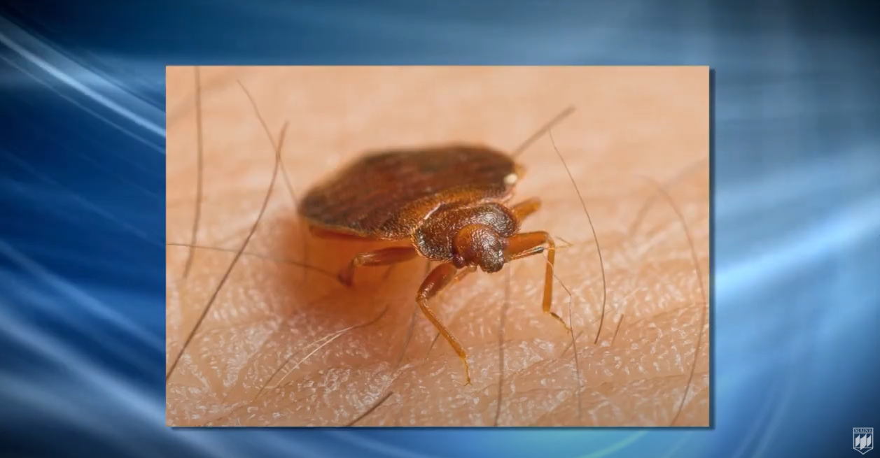 Wie man Bettwanzen sucht (Video in Englisch)