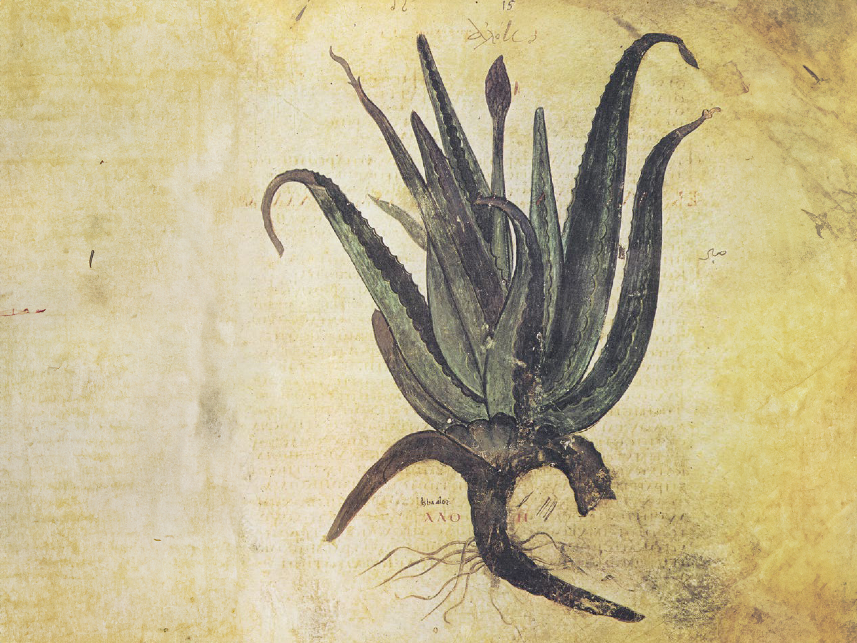 Aloe