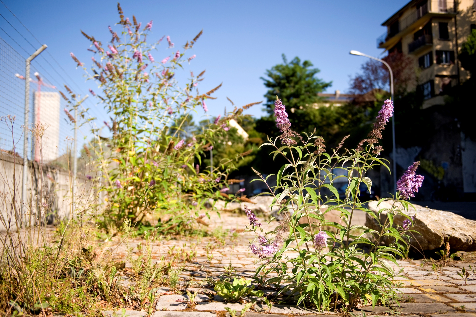 Buddleja