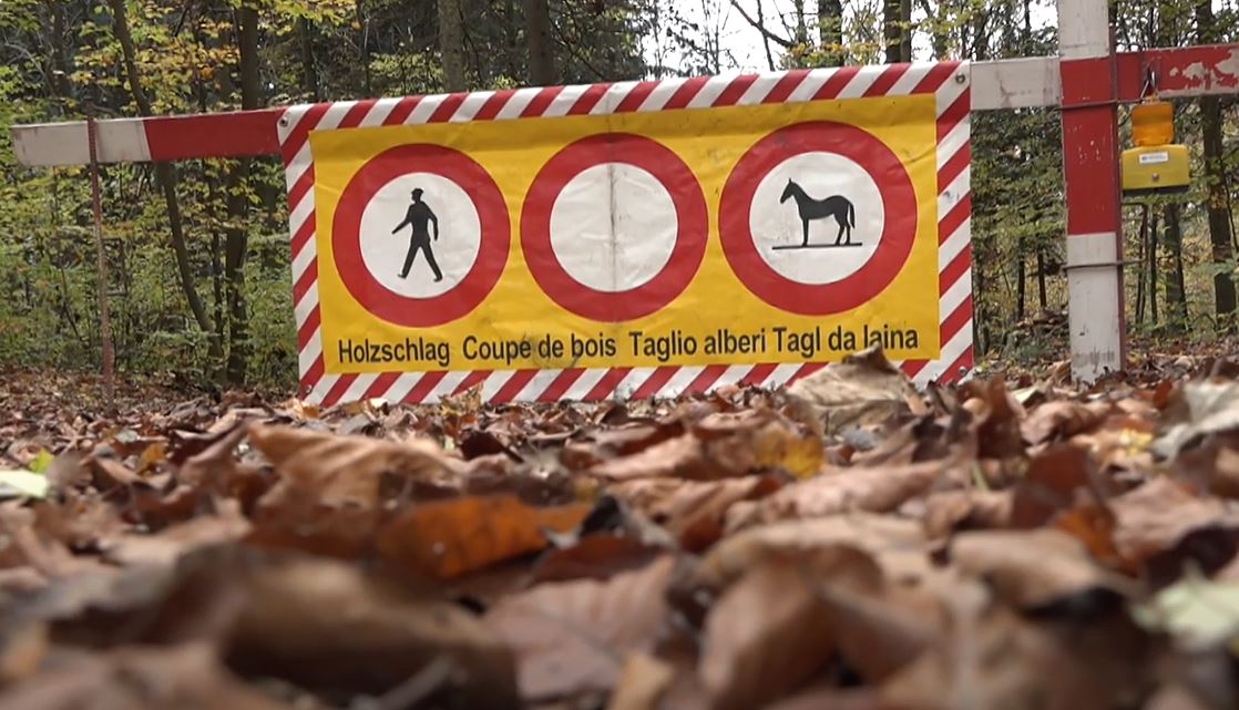 Holzschlag