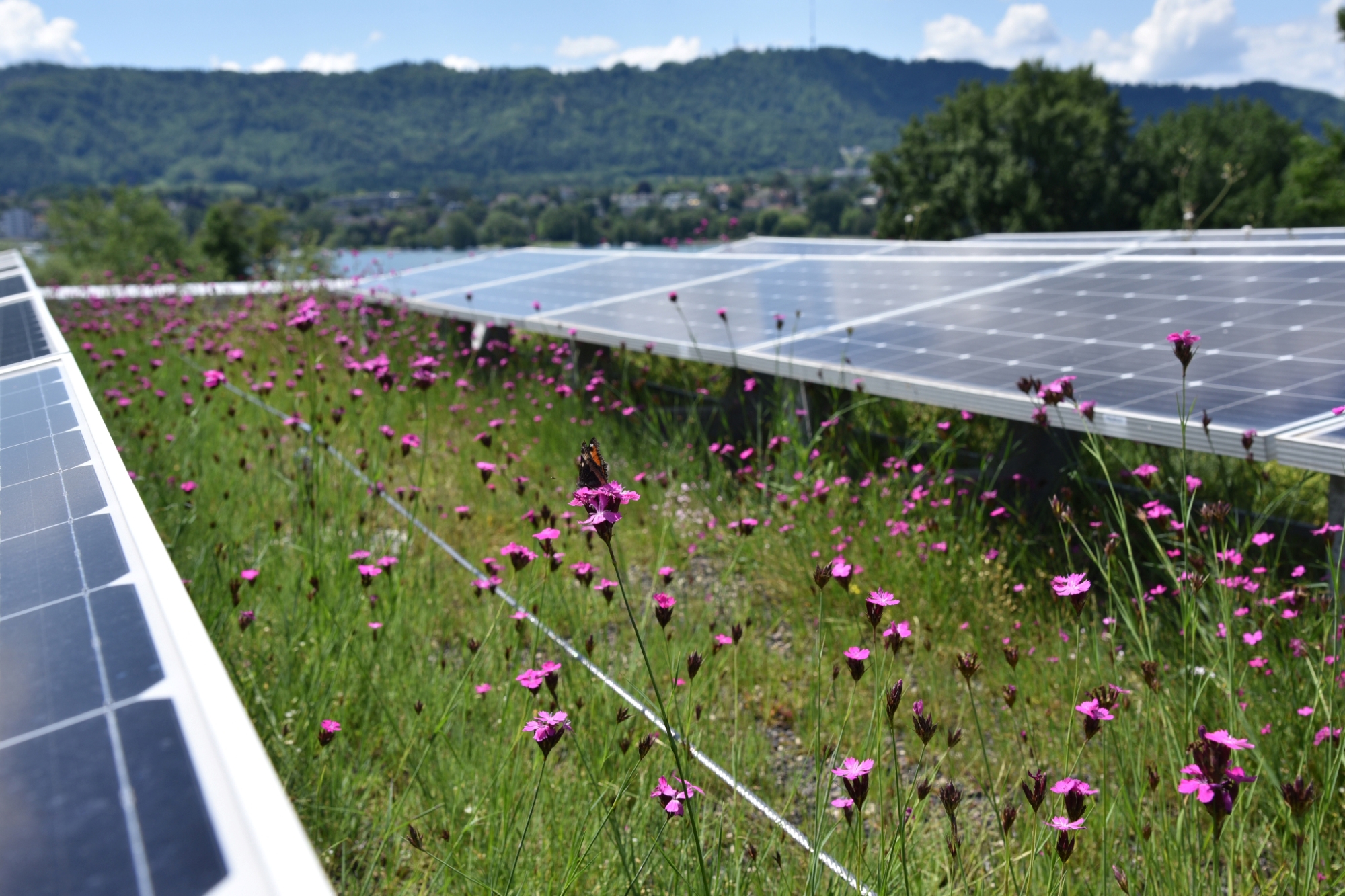 Ein gepflegtes Solargründach bietet vielen Pflanzen und Tieren wertvollen Ersatzlebensraum
