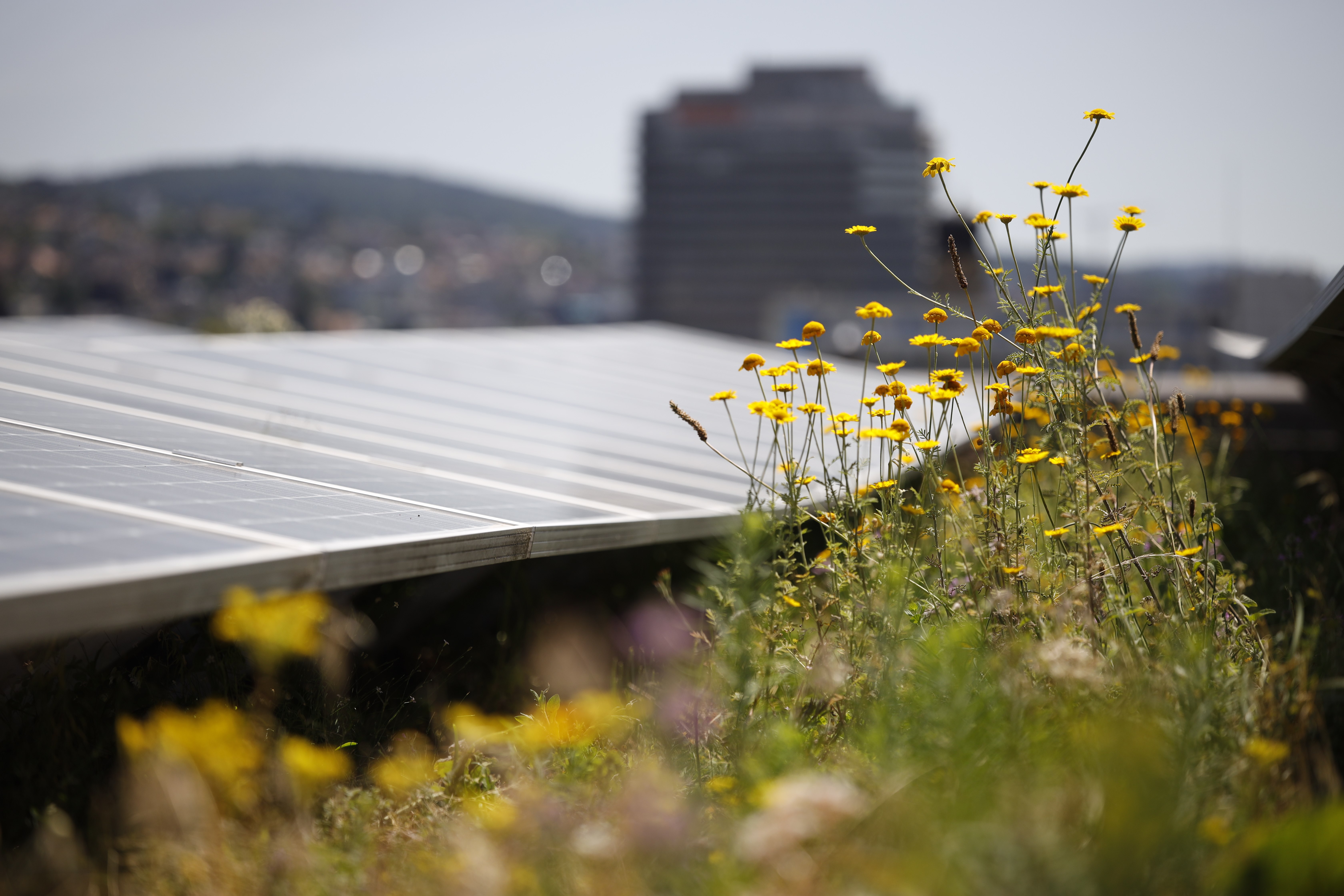 nahaufnahme-vegetation2-solargruendach