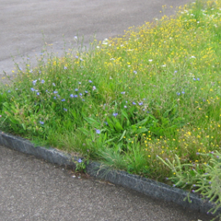 Blumenrasen