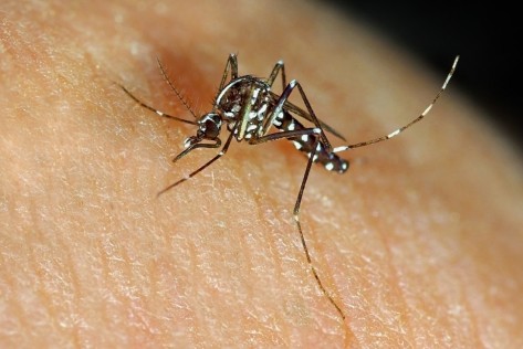 Tigermücken übertragen Krankheiten
