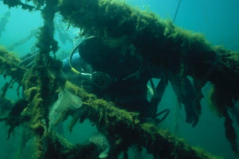 Taucher zwischen algenverhangenen Holzstangen
