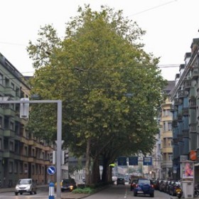 Dichtkroniger Baum
