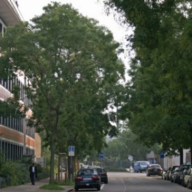 Lockerkroniger Baum