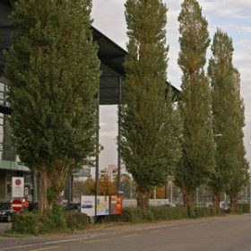 Säulenförmiger Baum Säulenförmiger Baum