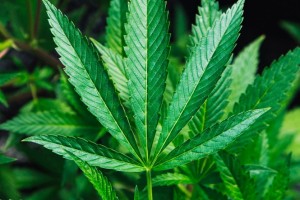 Zürcher Cannabis-Studie «Züri Can»: Grünes Licht für kontrolliertes Kiffen