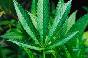 Züri Can – Cannabis mit Verantwortung
