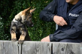 Polizeihund mit Diensthundeführer