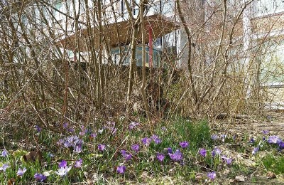 krokusse