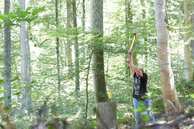 Mann beim Holzhacken im Wald