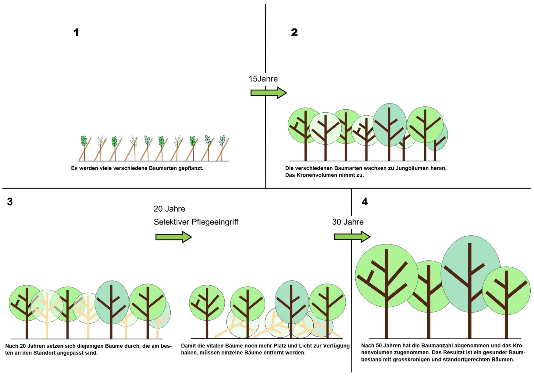 Illustration der Baumbestandsentwicklung über die nächsten 30 Jahren.