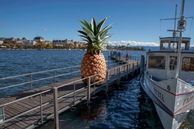 Das Bild zeigt eine grosse Ananas auf einem Holzsteg im Zürichsee. 