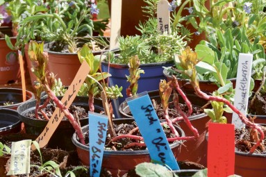 Das Bild zeigt verschiedene Topfpflanzen mit bunten Pflanzensteckern. Bild: Bioterra