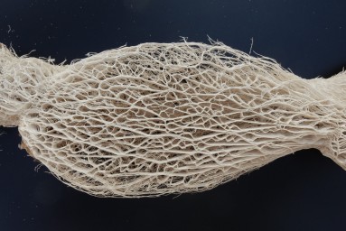 Skelett einer Opuntia robusta