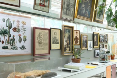Das Bild zeigt einen Tisch mit verschiedenen Pflanzen und Objekten. An der Wand hängen Bilder von alten Forschern. 