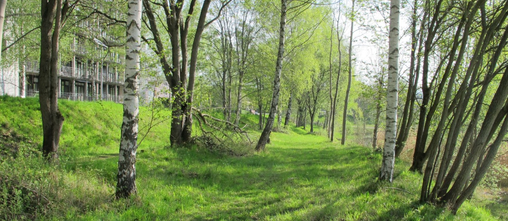 Lichter Birkenwald im Naturschutzgebiet Binz