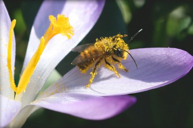 Eine mit Pollen bepuderte Wildbiene, die auf einem Blütenblatt einer Krokusblüte sitzt.