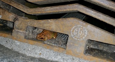 Ein brauner Grasfrosch auf einer Amphibienleiter.