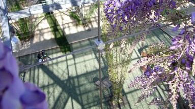 Die violettfarbenen Glyzinien wachsen im MFO-Park. 